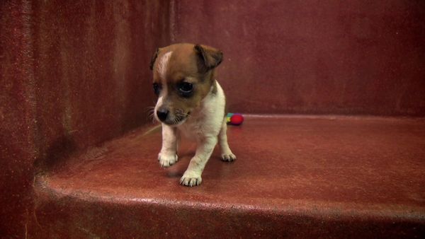 Paul O'Grady: For the Love of Dogs - Episode 8