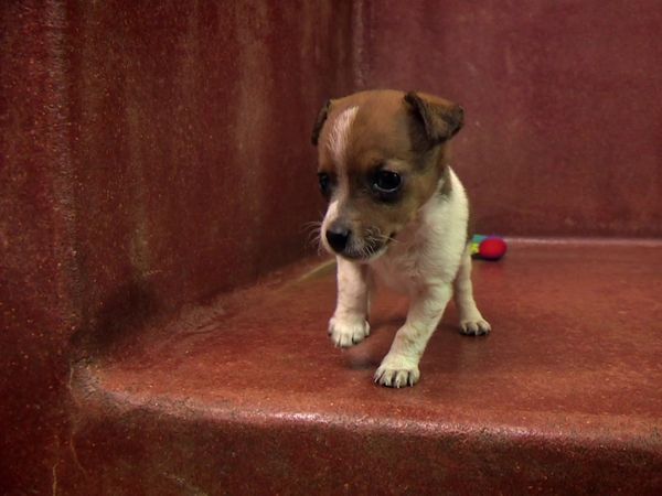 Paul O'Grady: For the Love of Dogs - Episode 8