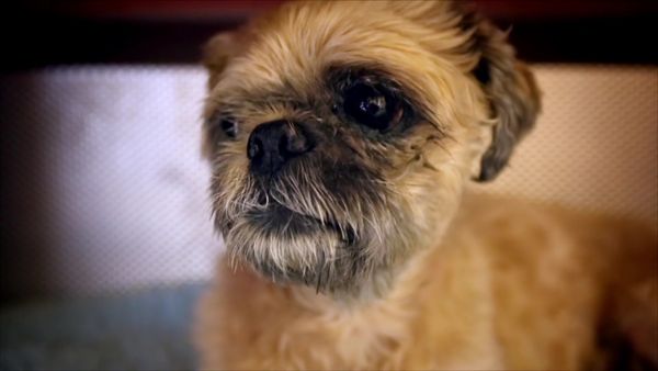 Paul O'Grady: For the Love of Dogs - Episode 1