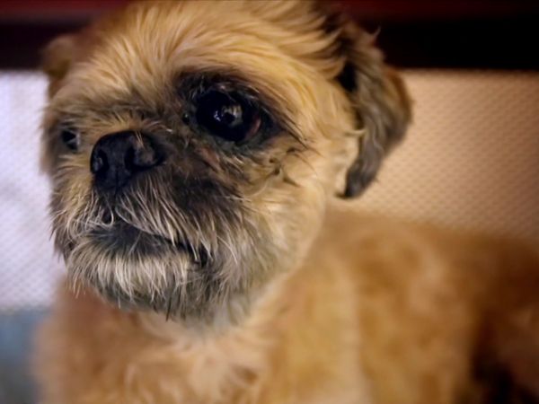 Paul O'Grady: For the Love of Dogs - Episode 1