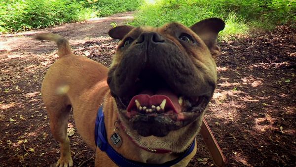 Paul O'Grady: For the Love of Dogs - Episode 2