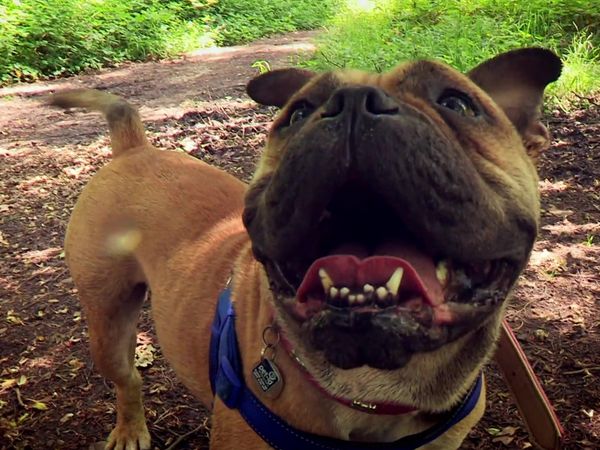 Paul O'Grady: For the Love of Dogs - Episode 2