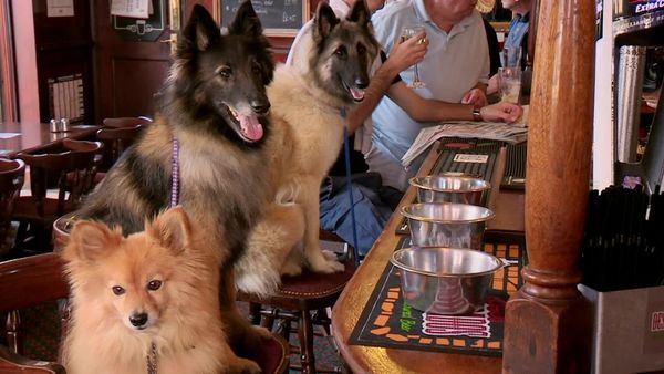 Paul O'Grady: For the Love of Dogs - Episode 4