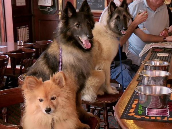 Paul O'Grady: For the Love of Dogs - Episode 4