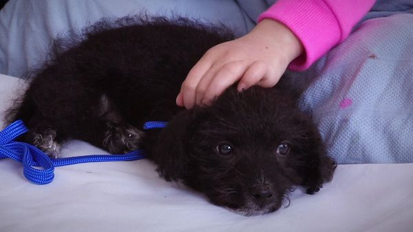 Paul O'Grady: For the Love of Dogs - Episode 5