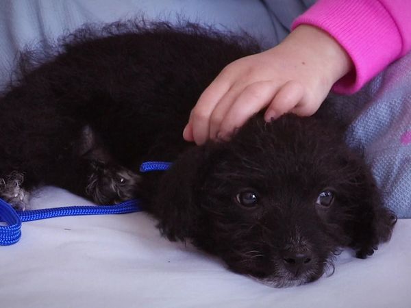 Paul O'Grady: For the Love of Dogs - Episode 5