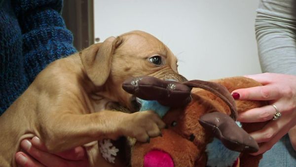 Paul O'Grady: For the Love of Dogs - Episode 7
