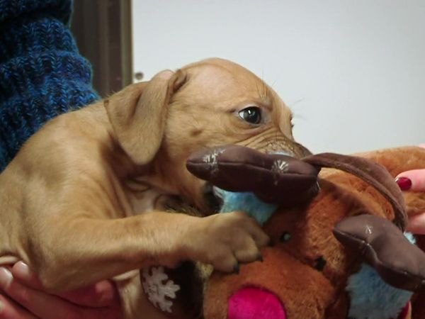 Paul O'Grady: For the Love of Dogs - Episode 7