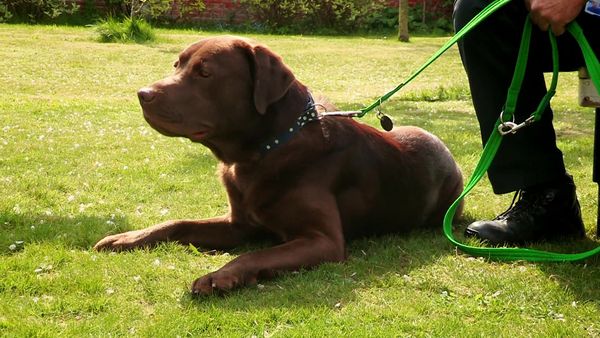 Paul O'Grady: For the Love of Dogs - Episode 8