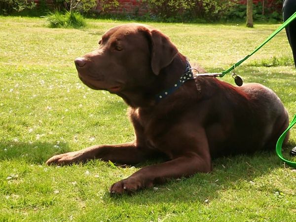 Paul O'Grady: For the Love of Dogs - Episode 8