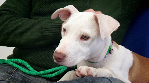 Paul O'Grady: For the Love of Dogs - Episode 9