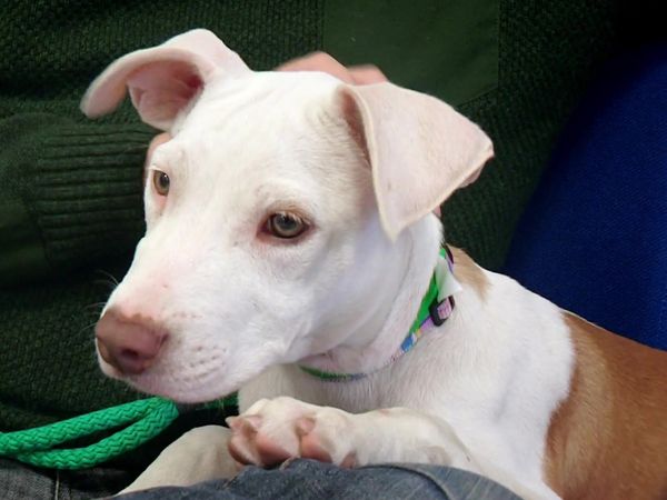 Paul O'Grady: For the Love of Dogs - Episode 9
