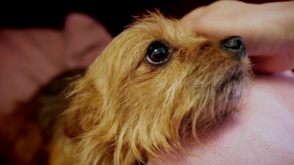 Paul O'Grady: For the Love of Dogs - Episode 10