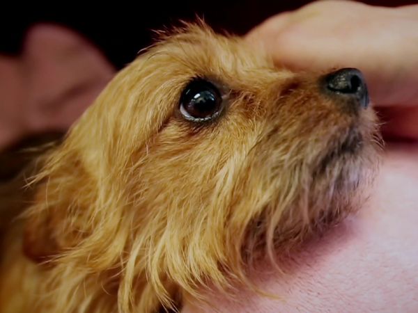 Paul O'Grady: For the Love of Dogs - Episode 10