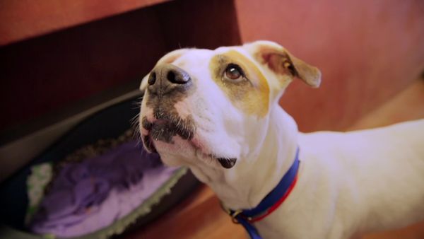 Paul O'Grady: For the Love of Dogs - Episode 11