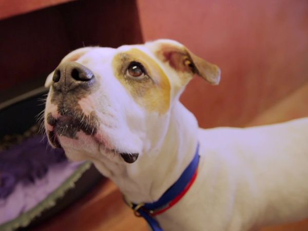 Paul O'Grady: For the Love of Dogs - Episode 11