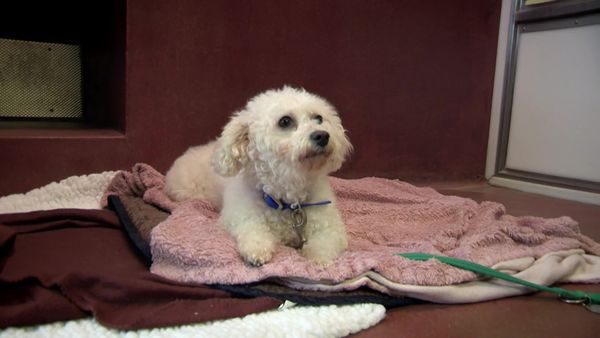 Paul O'Grady: For the Love of Dogs - Episode 12