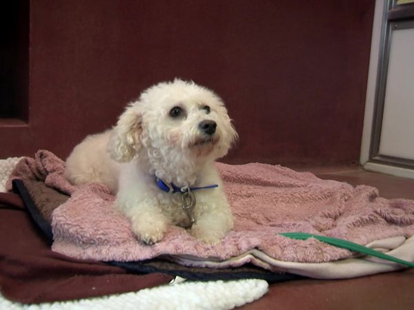 Paul O'Grady: For the Love of Dogs - Episode 12