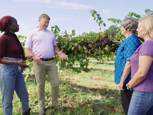 Homegrown - Work Smarter, Not Harder
