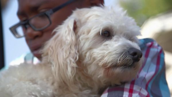Lucky Dog: Down Under - Larger-Than-Life Dogs