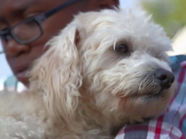 Lucky Dog: Down Under - Larger-Than-Life Dogs