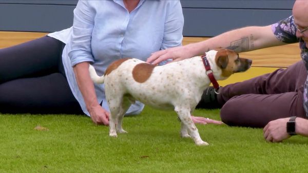 Lucky Dog: Down Under - Canine Companions