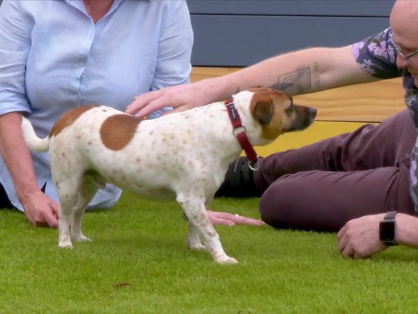 Lucky Dog: Down Under - Canine Companions