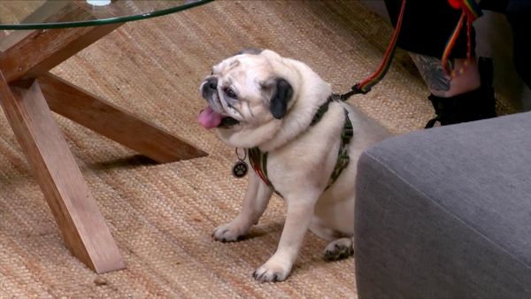 Lucky Dog: Down Under - Adding a Second Dog