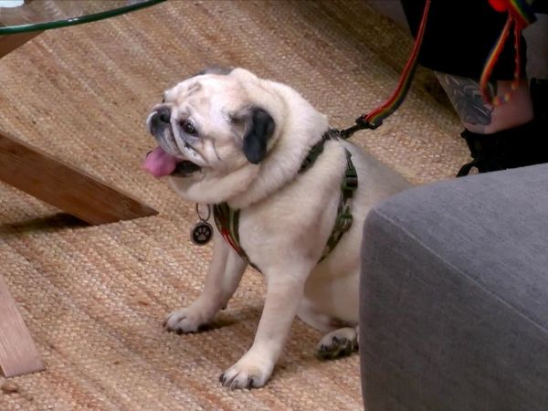 Lucky Dog: Down Under - Adding a Second Dog