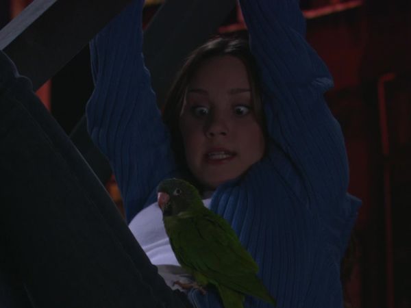What I Like About You - The Parrot Trap