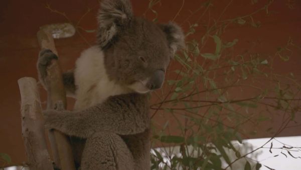 Scottish Vets Down Under - Episode 1