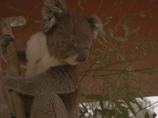 Scottish Vets Down Under - Episode 1