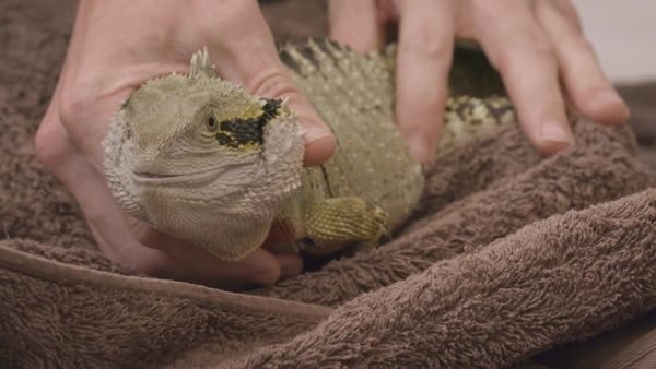 Scottish Vets Down Under - Episode 6