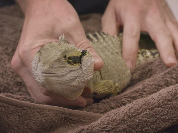Scottish Vets Down Under - Episode 6
