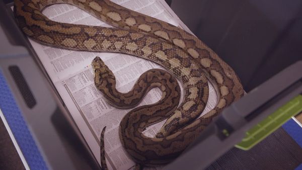 Scottish Vets Down Under - Episode 9