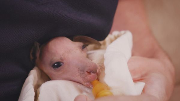 Scottish Vets Down Under - Episode 7