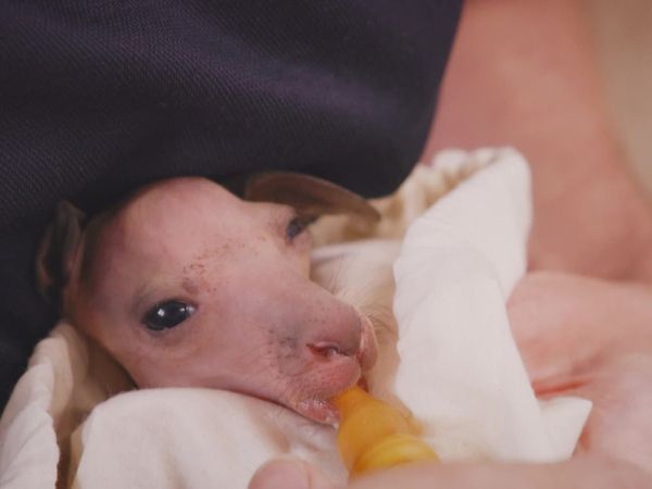 Scottish Vets Down Under - Episode 7