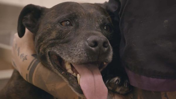Scottish Vets Down Under - Episode 11