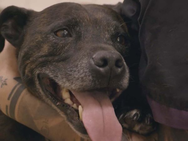 Scottish Vets Down Under - Episode 11