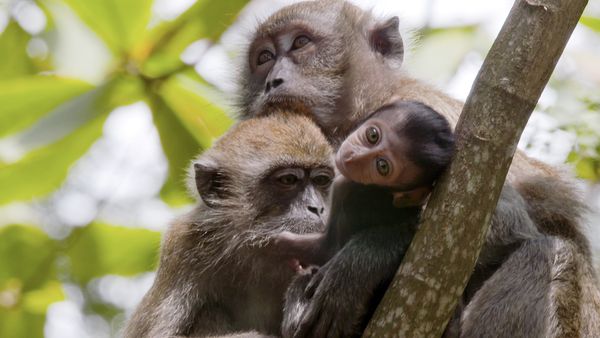 David Attenborough's Wild City - Hidden Wild