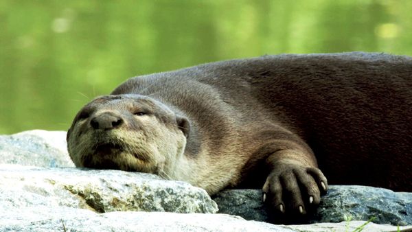 David Attenborough's Wild City - Urban Wild