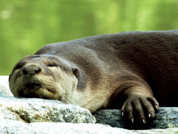 David Attenborough's Wild City - Urban Wild