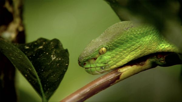 David Attenborough's Wild City - Islands