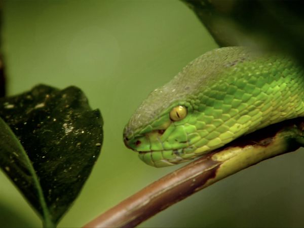 David Attenborough's Wild City - Islands