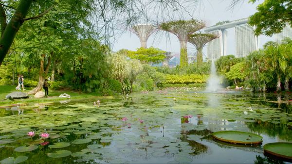David Attenborough's Wild City - Secret World