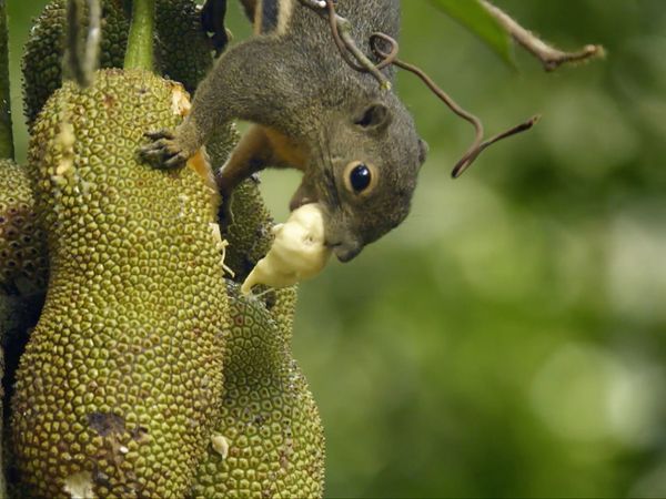 David Attenborough's Wild City - Secret World