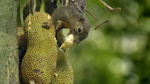 David Attenborough's Wild City - Forest Life