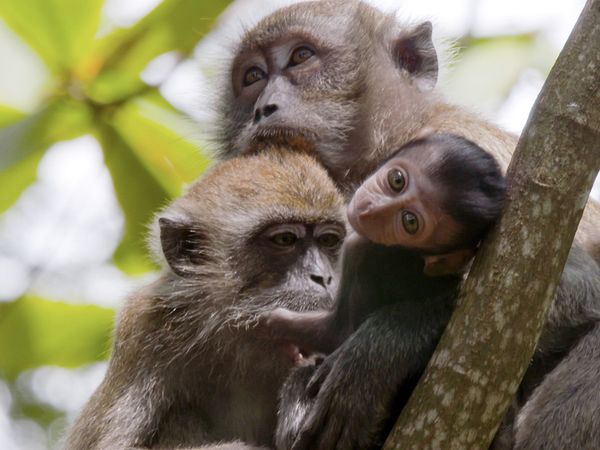 David Attenborough's Wild City - Forest Life