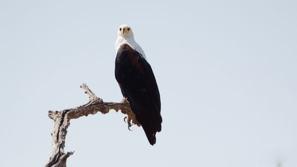 Die wilden Flüsse Afrikas - Luangwa