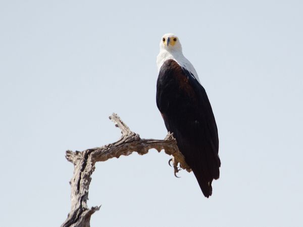 Die wilden Flüsse Afrikas - Luangwa
